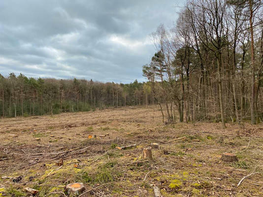Diese bereits vorhandene Kahlfläche kann durch umsichtige Projektierung für die Errichtung einer Windenergieanlage genutzt werden, sodass hier keine zusätzlichen Rodungen notwendig werden. Foto: Stadtverwaltung | Diese bereits vorhandene Kahlfläche kann durch umsichtige Projektierung für die Errichtung einer Windenergieanlage genutzt werden, sodass hier keine zusätzlichen Rodungen notwendig werden. Foto: Stadtverwaltung