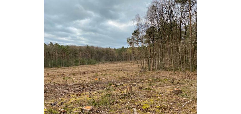 Diese bereits vorhandene Kahlfläche kann durch umsichtige Projektierung für die Errichtung einer Windenergieanlage genutzt werden, sodass hier keine zusätzlichen Rodungen notwendig werden. Foto: Stadtverwaltung | Diese bereits vorhandene Kahlfläche kann durch umsichtige Projektierung für die Errichtung einer Windenergieanlage genutzt werden, sodass hier keine zusätzlichen Rodungen notwendig werden. Foto: Stadtverwaltung