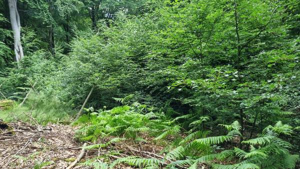 Wie eine Naturverjüngung aussehen kann, zeigt sich in diesem "Weisergatter" - einer wilddicht umzäunten Fläche. Foto: Stadt Bad Neuenahr-Ahrweiler | Wie eine Naturverjüngung aussehen kann, zeigt sich in diesem "Weisergatter" - einer wilddicht umzäunten Fläche. Foto: Stadt Bad Neuenahr-Ahrweiler