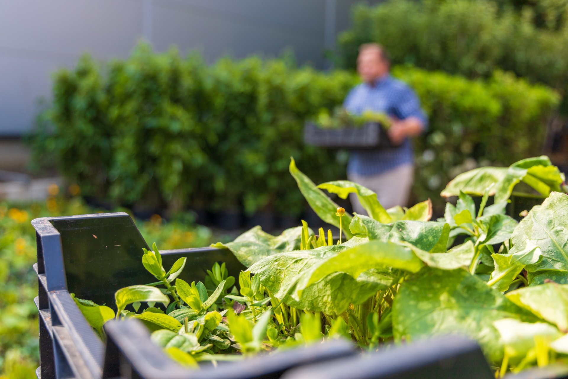 Klimabaum-Aktion 2024