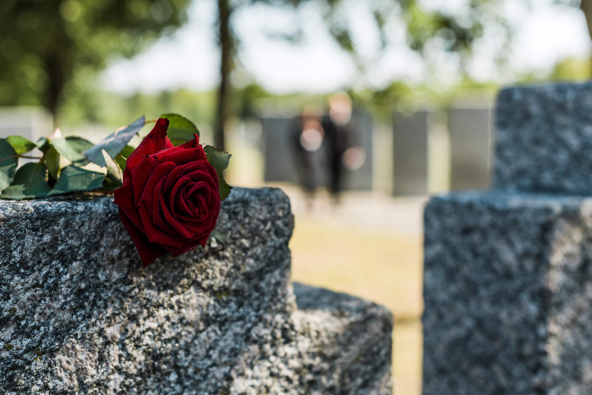 shadows on red aromatic rose on concrete tomb shadows on red aromatic rose on concrete tomb
