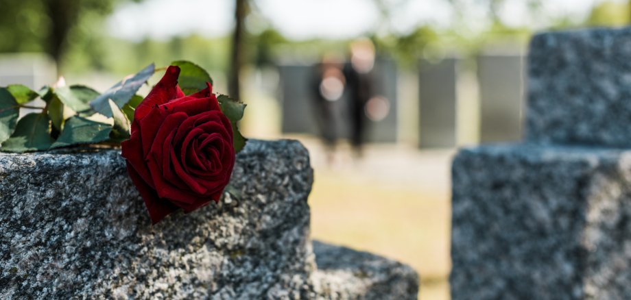 shadows on red aromatic rose on concrete tomb shadows on red aromatic rose on concrete tomb