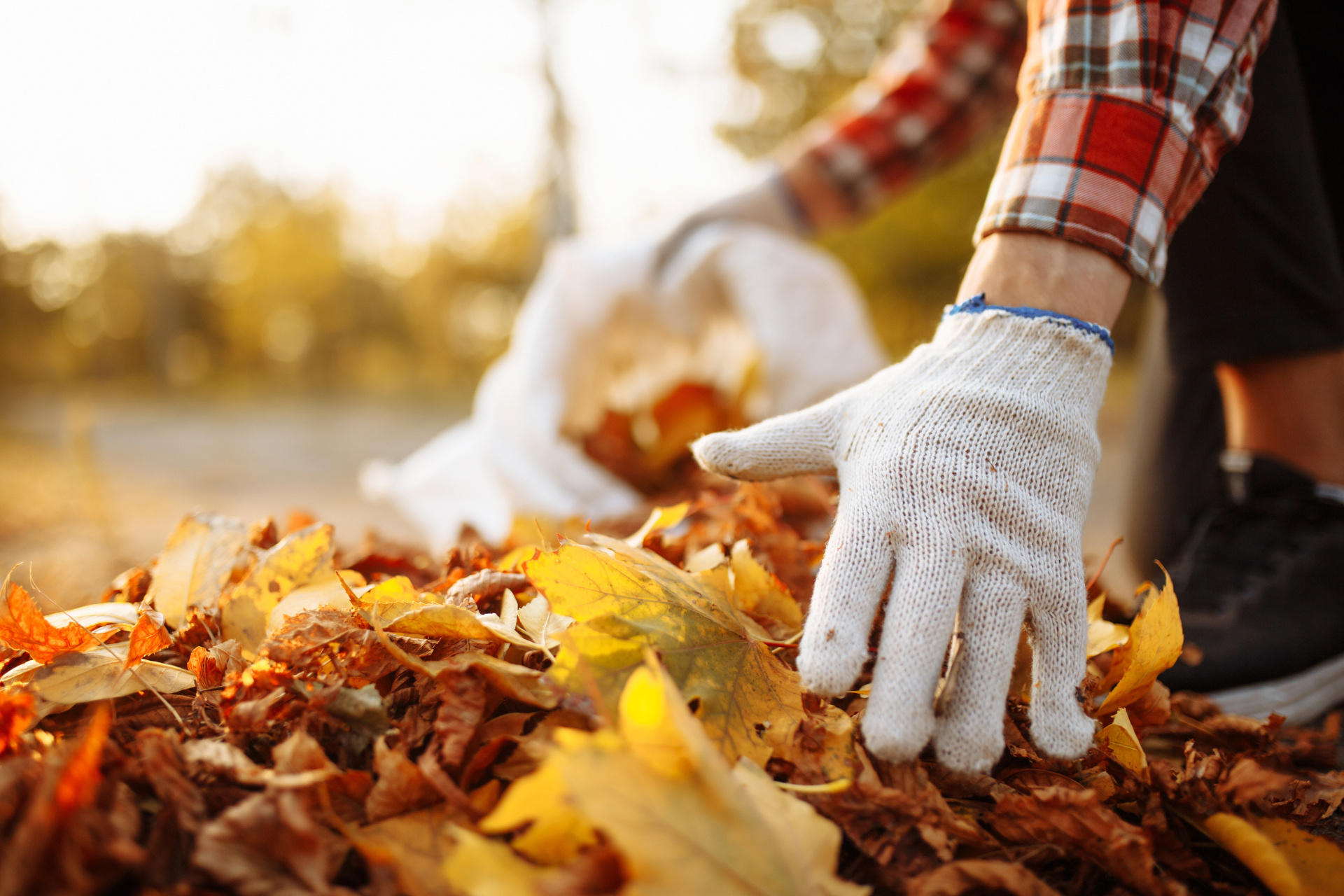 Male volunteer grabs a pile of fallen leaves and puts them into a garbage bag in the park. Man wearing gloves stacks the old colorful yellow and red leaves into a sack. Seasonal cleaning concept. Male volunteer grabs a pile of fallen leaves and puts them into a garbage bag in the park. Man wearing gloves stacks the old colorful yellow and red leaves into a sack. Seasonal cleaning concept.