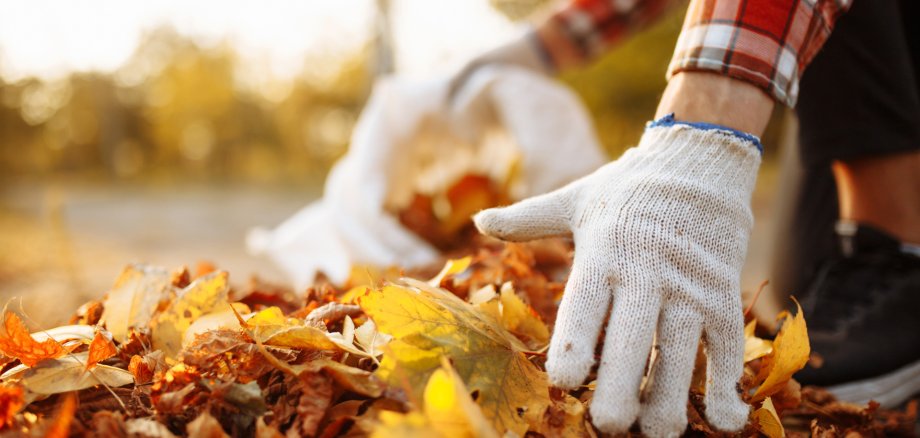 Male volunteer grabs a pile of fallen leaves and puts them into a garbage bag in the park. Man wearing gloves stacks the old colorful yellow and red leaves into a sack. Seasonal cleaning concept. Male volunteer grabs a pile of fallen leaves and puts them into a garbage bag in the park. Man wearing gloves stacks the old colorful yellow and red leaves into a sack. Seasonal cleaning concept.