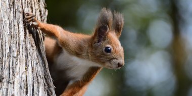 red squirrel peeks out its head from behind a tree in autumn red squirrel peeks out its head from behind a tree in autumn